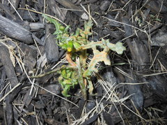 Puccinia lagenophorae