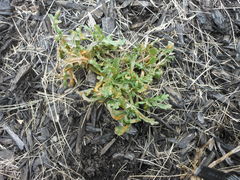 Puccinia lagenophorae