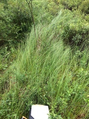 Carex lasiocarpa