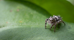 Phidippus putnami