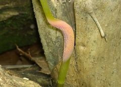 Puccinia komarovii