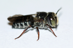 Coelioxys sayi