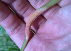 Puccinia komarovii