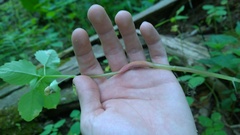 Puccinia komarovii