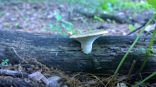 Bresadolia craterellus image