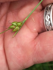 Carex oligosperma
