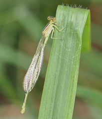 Enallagma durum