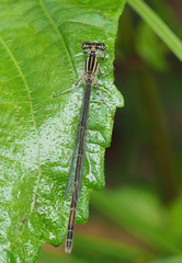 Enallagma durum