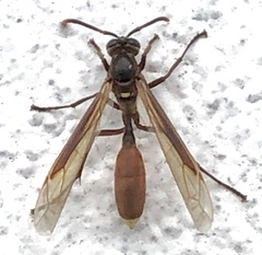 Apoica pallida