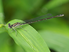 Enallagma durum