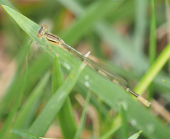 Enallagma durum