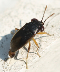 Geocoris uliginosus