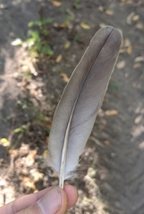 Patagioenas fasciata