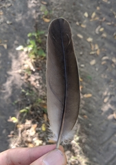 Patagioenas fasciata