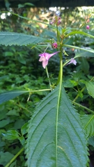 Impatiens devolii