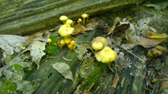 Hypholoma subviride