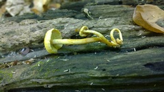 Hypholoma subviride