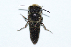 Coelioxys sayi