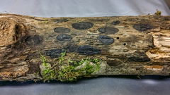 Biscogniauxia bartholomaei