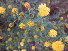 Acacia pulchella goadbyi