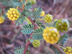 Acacia pulchella goadbyi