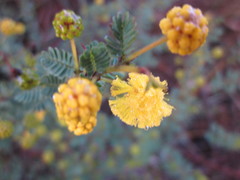 Acacia pulchella goadbyi