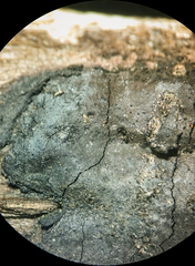 Biscogniauxia bartholomaei