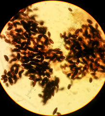 Biscogniauxia bartholomaei