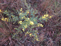 Acacia pulchella goadbyi