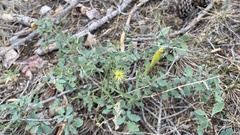 Silene parishii