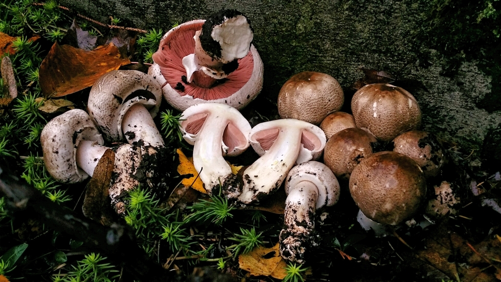 Pseudochitonia