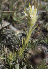 Castilleja nana