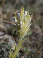 Castilleja nana