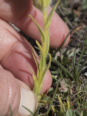 Castilleja nana