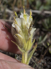Castilleja nana