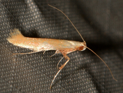 Caloptilia invariabilis