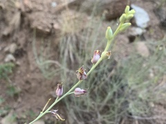 Streptanthus barbatus