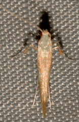 Caloptilia invariabilis