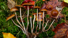 Psilocybe fuscofulva