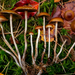 Psilocybe fuscofulva - Photo (c) Danny Newman, some rights reserved (CC BY-NC-SA), uploaded by Danny Newman