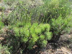 Tylecodon cacalioides