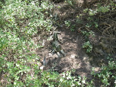 Gasteria brachyphylla