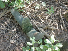 Gasteria brachyphylla