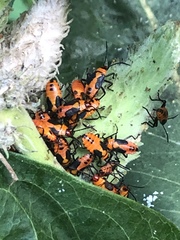 Oncopeltus fasciatus