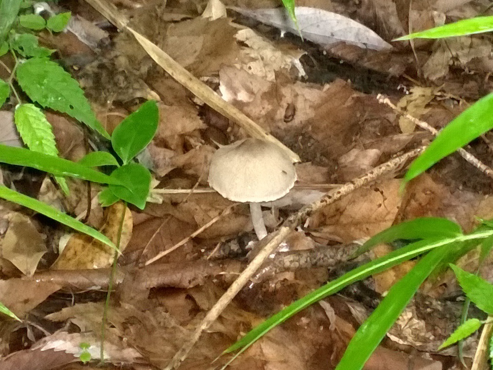 Coprinopsis cineraria · June 2016 · photo: © heelsplitter (iNaturalist, cc-by-nc)