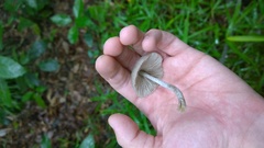 Coprinopsis cineraria