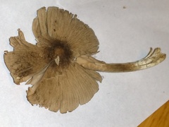 Coprinopsis cineraria