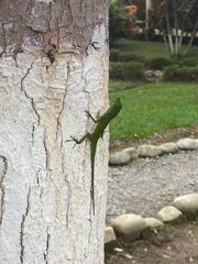 Anolis chloris