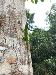 Anolis chloris