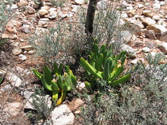 Glottiphyllum regium